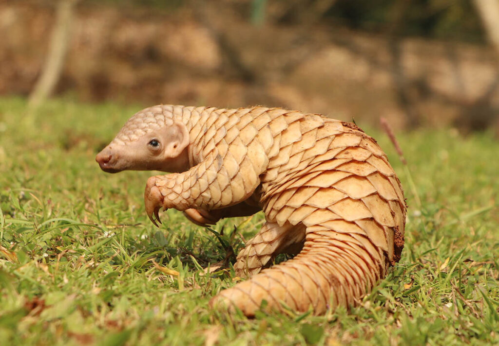 The Growing Threat to Pangolins